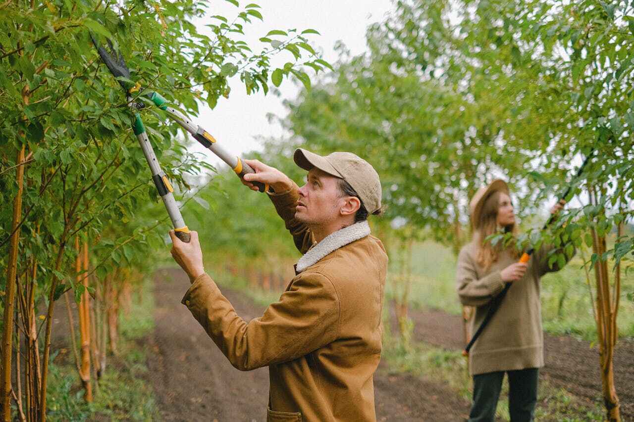 Best Local Tree Services  in Gorman, NC